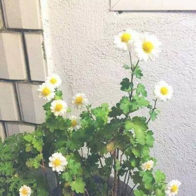 恐龙融合大师模拟器最新版下载
